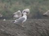 Yellow-legged Gull at Paglesham Lagoon (Steve Arlow) (67937 bytes)